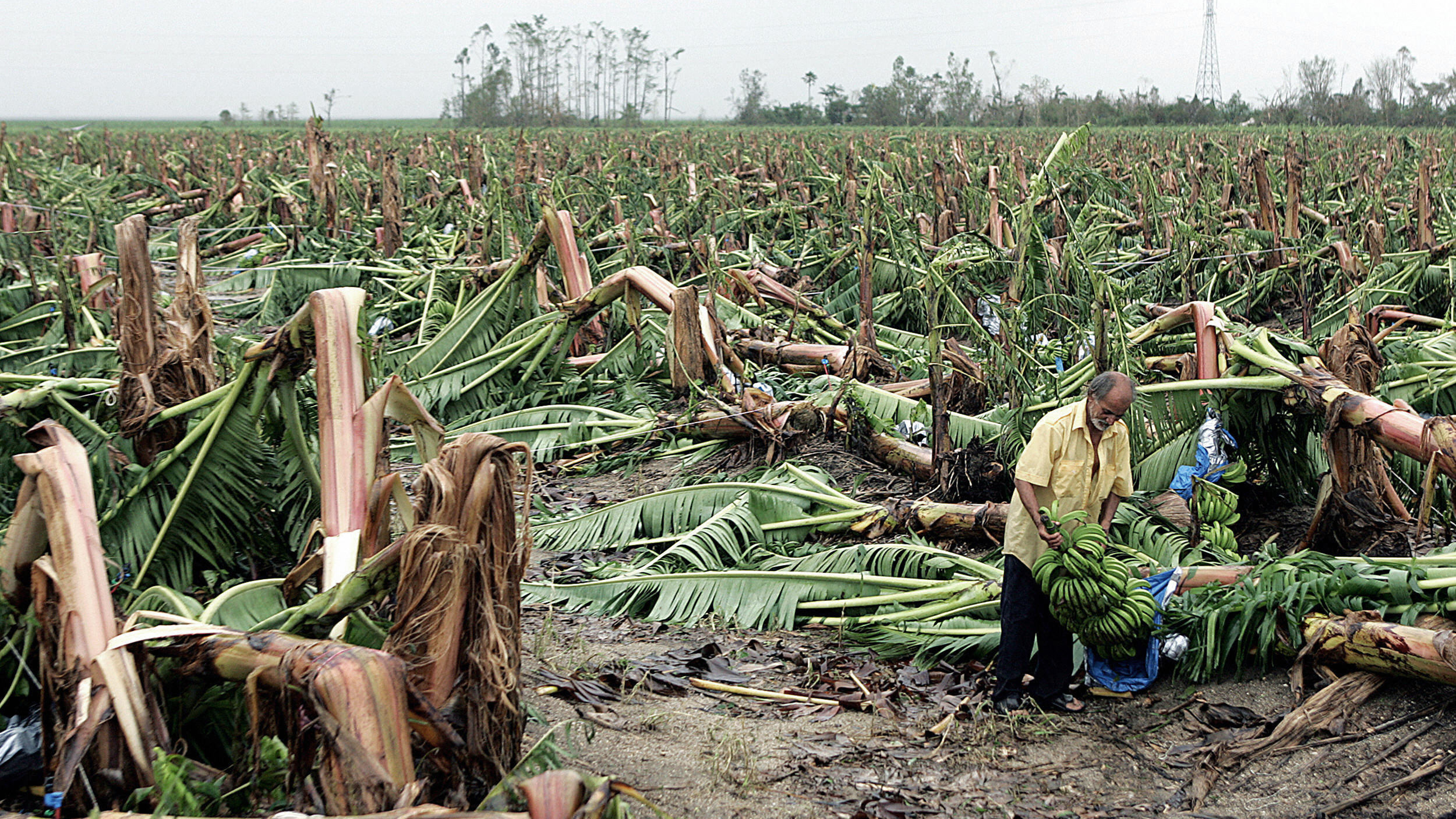 Natural Disasters on Agriculture