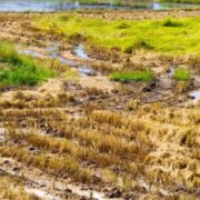 The impact of natural hazards and disasters on agriculture