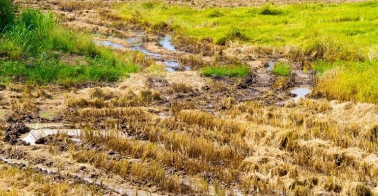 The impact of natural hazards and disasters on agriculture