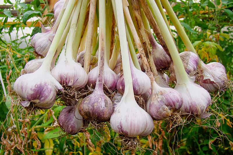 Pink Garlic Cultivation