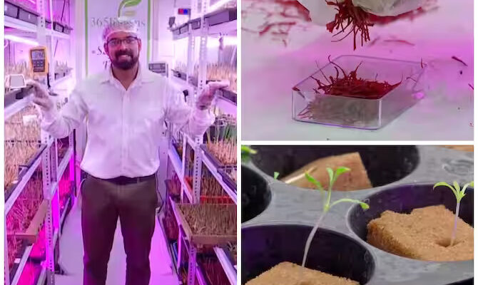 Aeroponics Saffron Farming by Pune Software Engineer