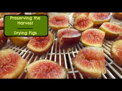 Anjeer fruit Drying Process