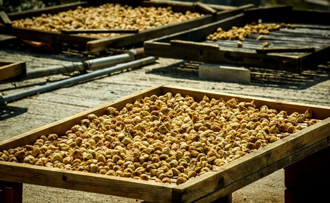 Anjeer fruit Drying Process