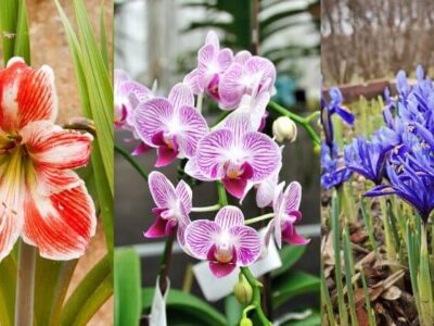 Stunning Flowers To Grow Hydroponically