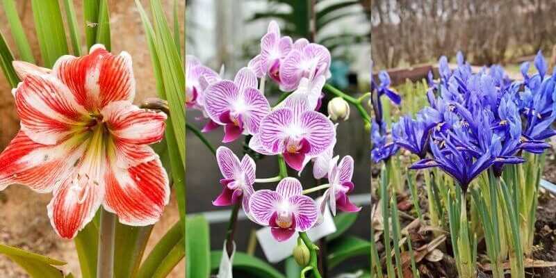 Stunning Flowers To Grow Hydroponically