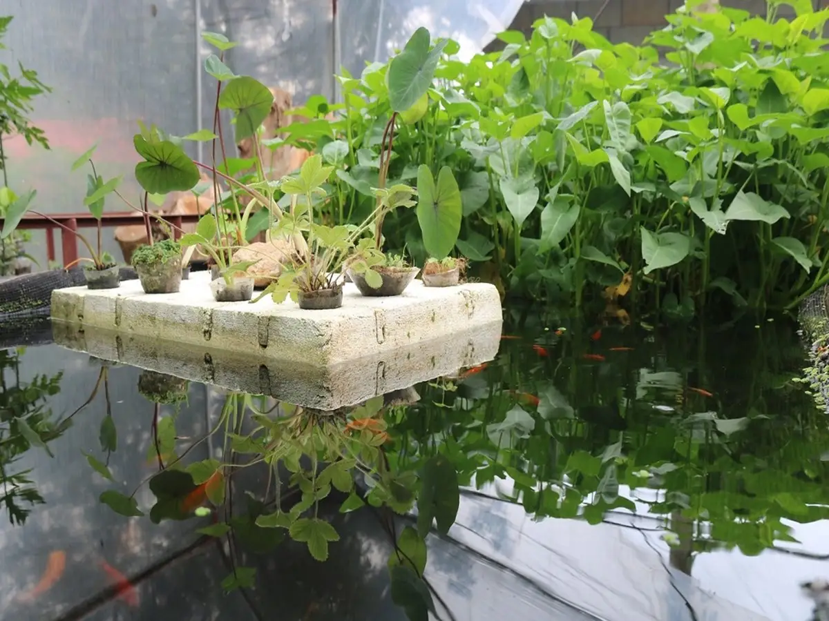 Aquaponics