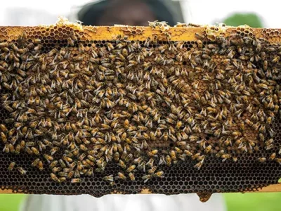 Honey Bee Keeping