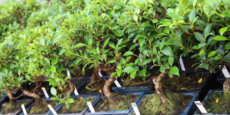  Bonsai Tree