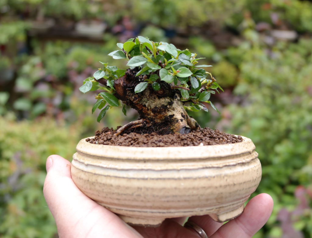  Bonsai Tree