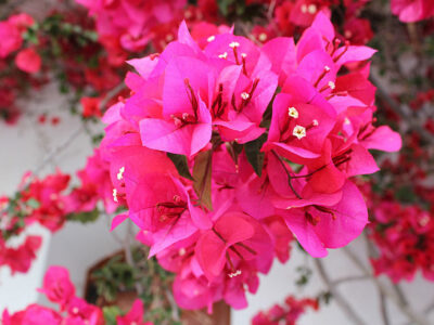 Bougainvillaea Flowers