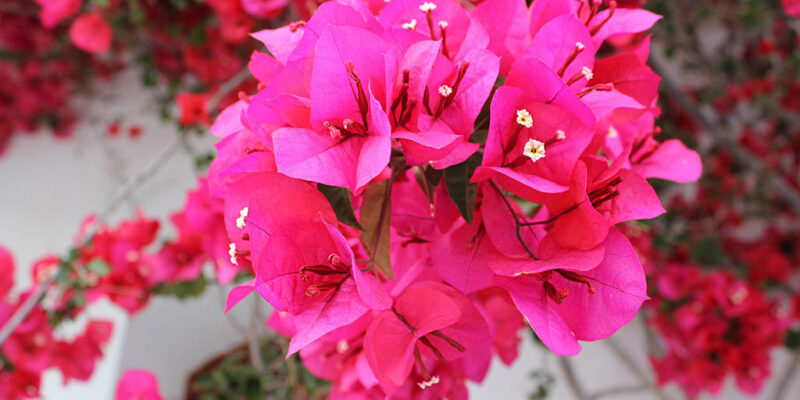 Bougainvillaea Flowers