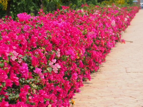 Bougainvillea