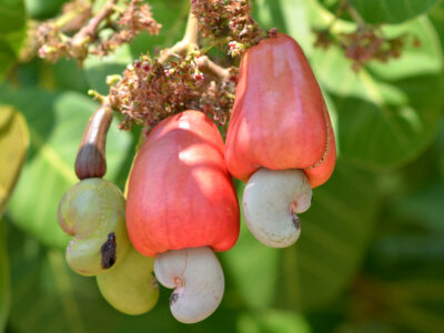 Cashew Nuts