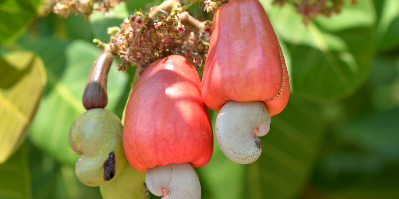 Cashew Nuts