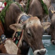 Cattle
