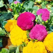 Colorful Cauliflower