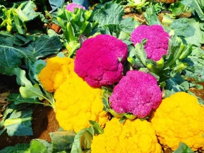 Colorful Cauliflower