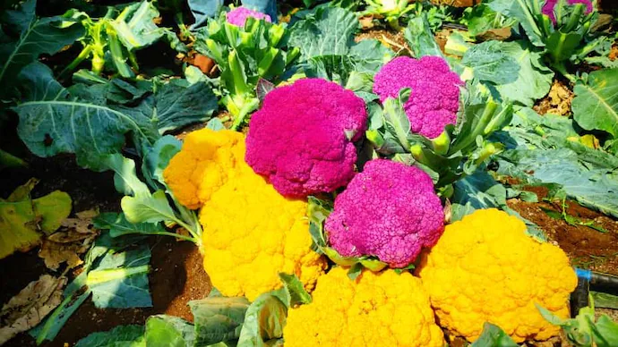 Colorful Cauliflower