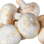 Mushroom Cultivation