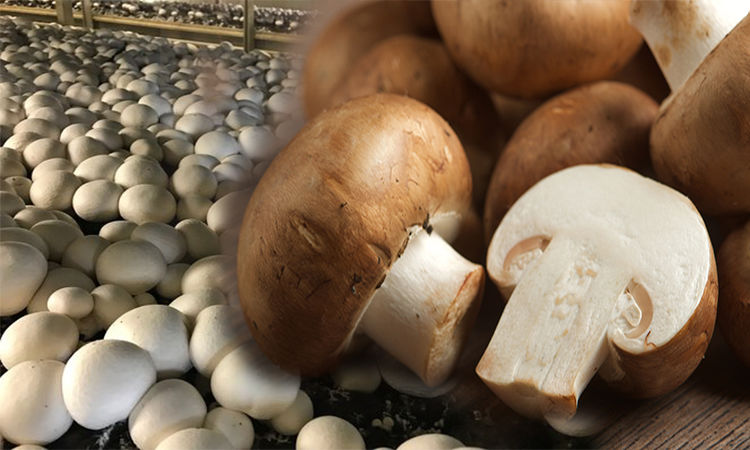 Commercial Mushroom Cultivation