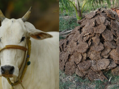 Cow Dung Benefits