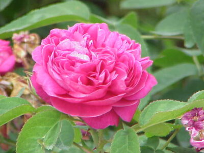 Bulgarian Damask Rose