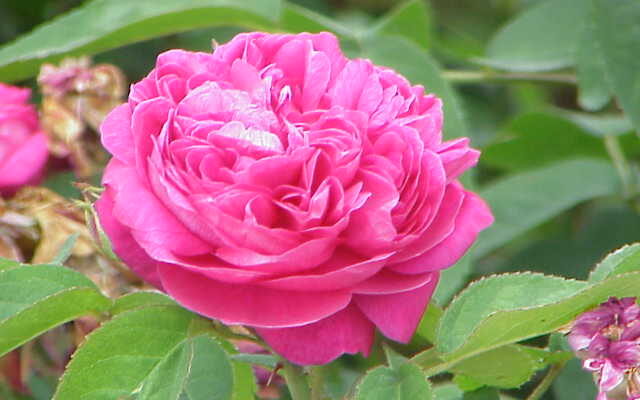 Bulgarian Damask Rose