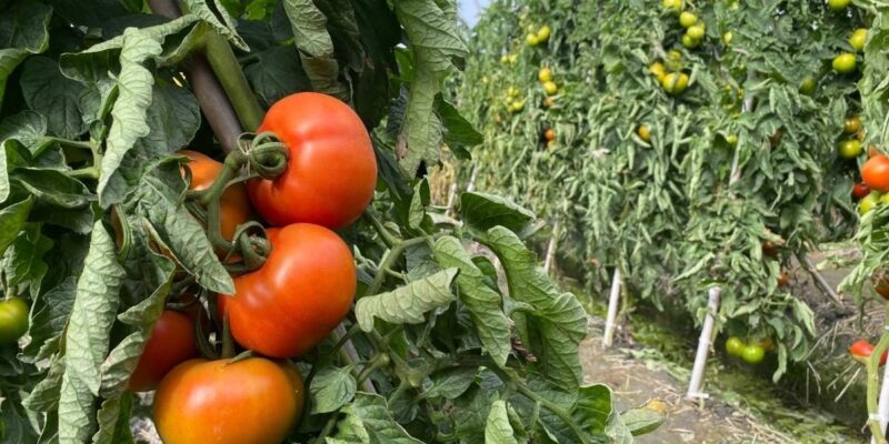 Desert Vegetable Farming in India