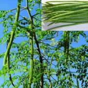 Drumstick Cultivation