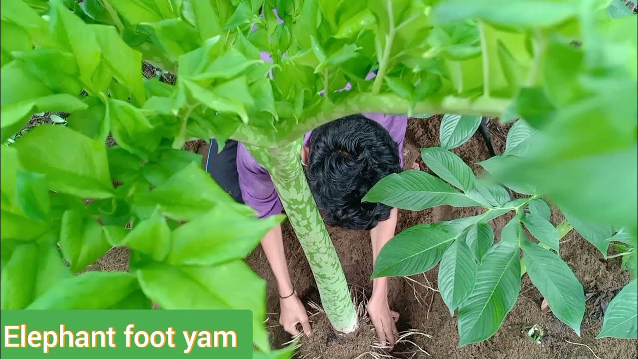 Elephant Foot Yam Plant