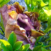 Elephant Foot Yam Flower