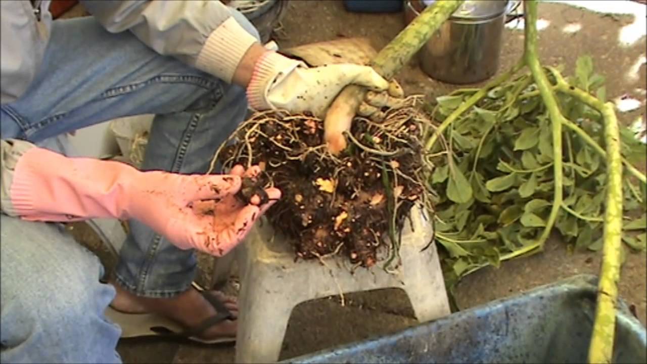 Elephant Foot Yam Harvesting