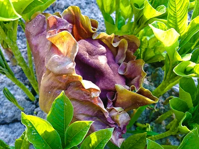 Elephant Foot Yam Flower