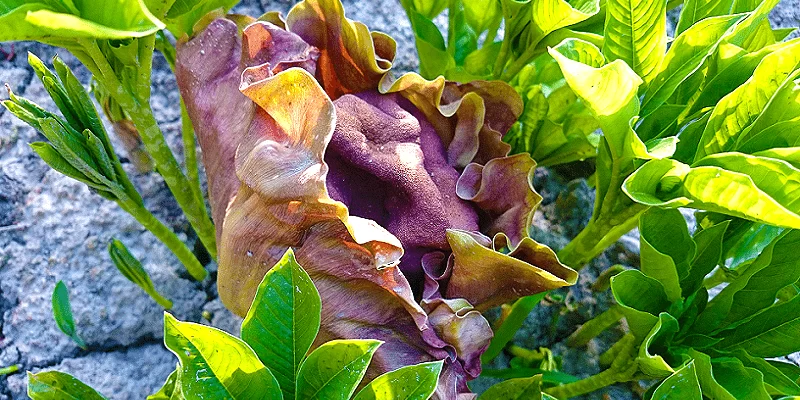 Elephant Foot Yam Flower