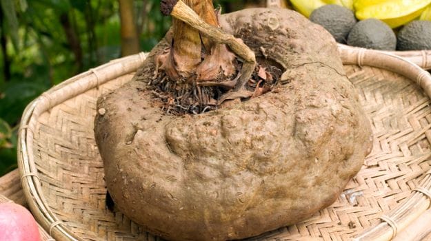 Elephant Foot Yam