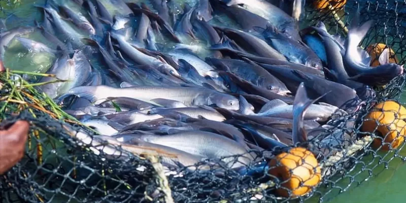 Fish Farming in Summer