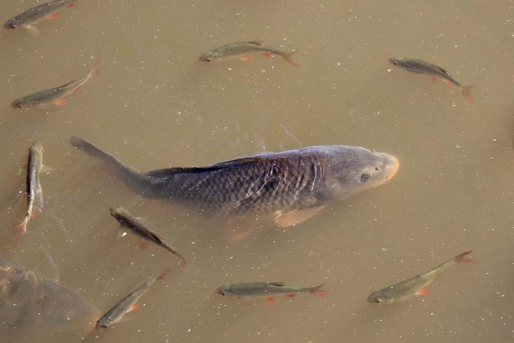 Fish Farming