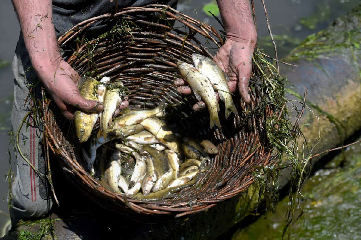 Fish Farming in Telangana