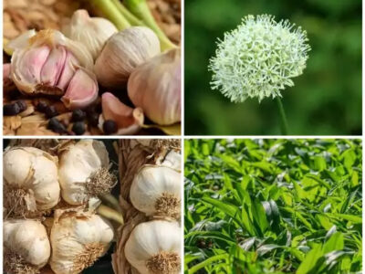 Garlic Farming