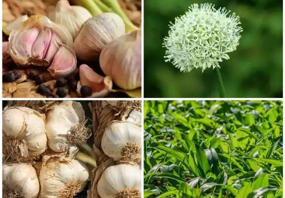 Garlic Farming
