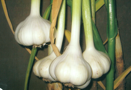 Garlic 
