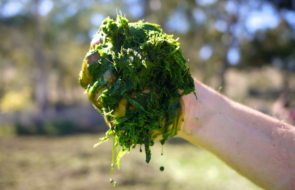 Green Manure