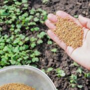Green Manure Importance