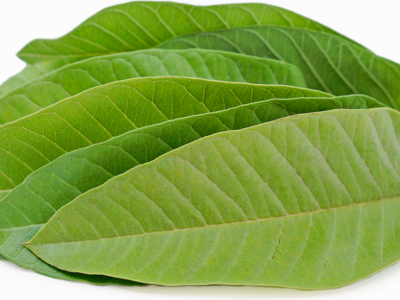 Guava Leaf