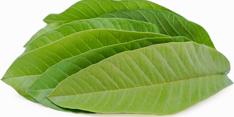 Guava Leaf