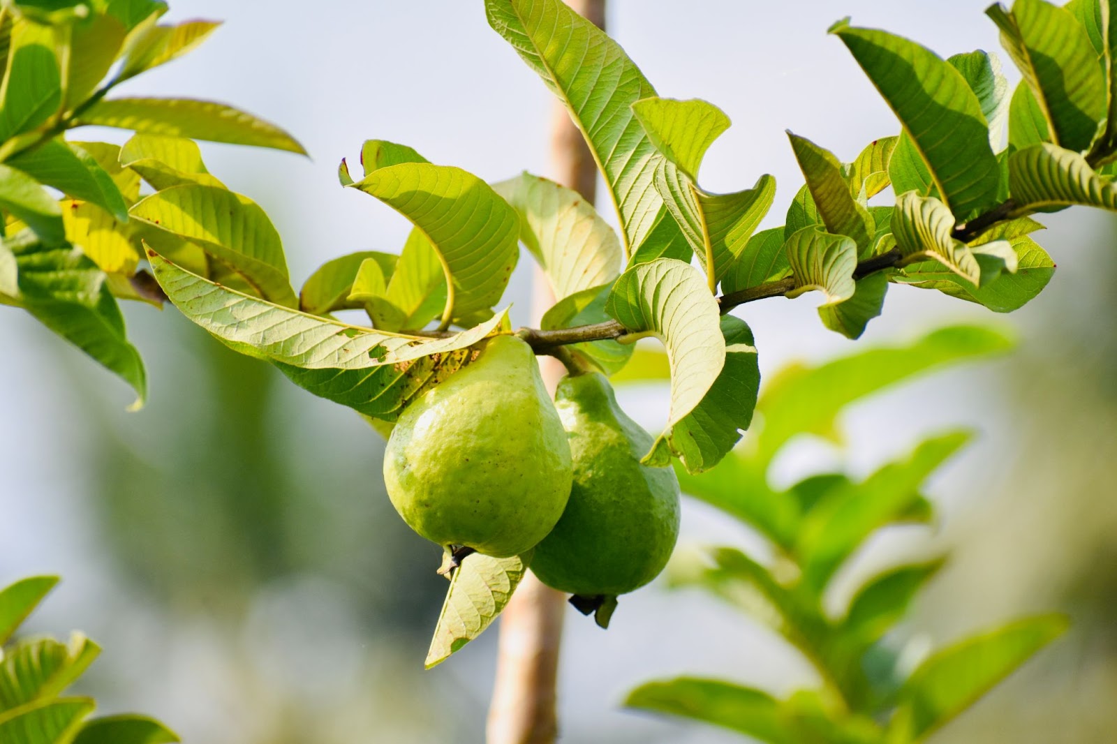 Guava Leaves