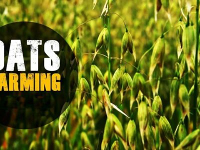 Indian Oats Farming