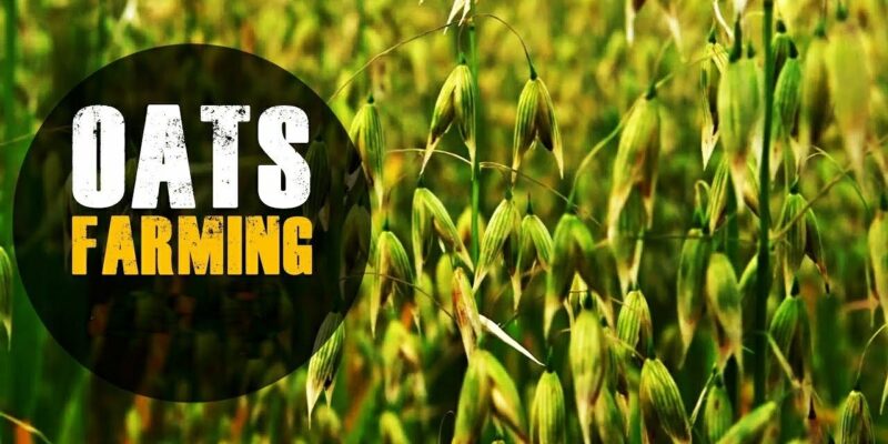 Indian Oats Farming