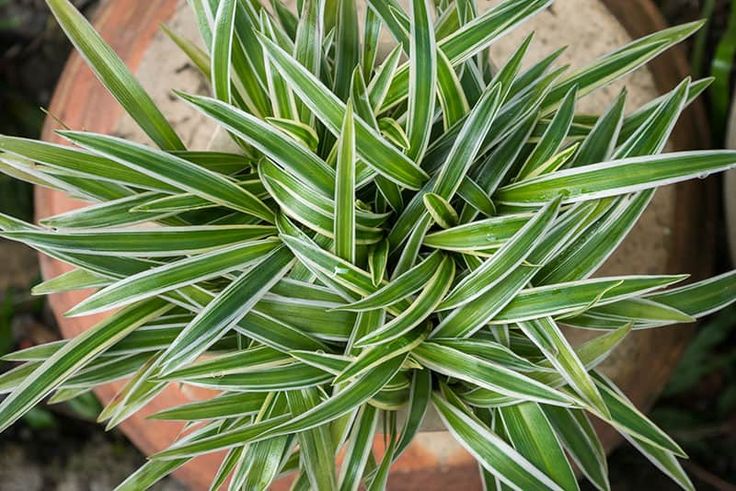 Indoor Plants