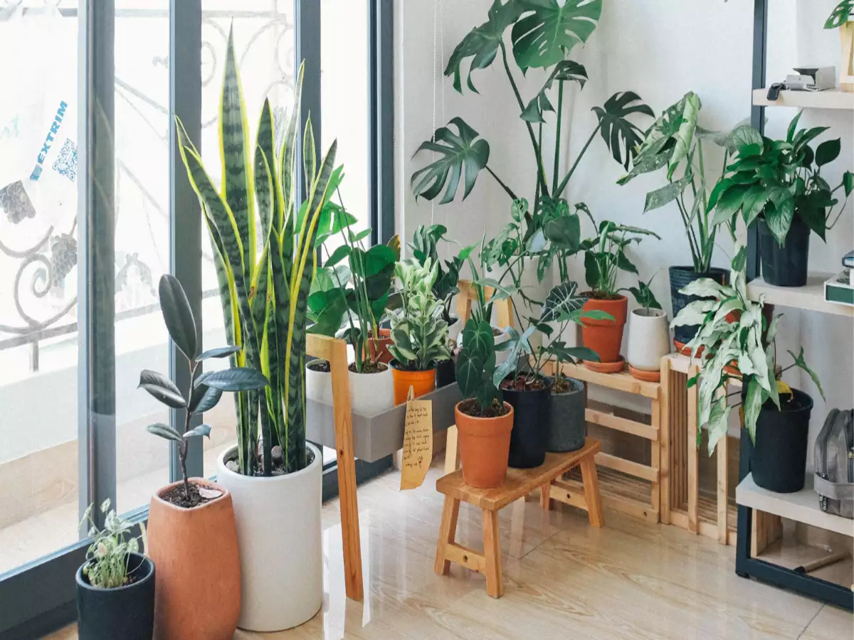 Indoor Plants